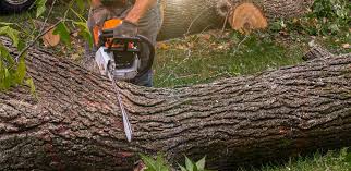 Best Emergency Tree Removal Services  in Wrightsville Beach, NC