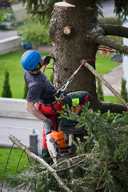 Best Tree and Shrub Care  in Wrightsville Beach, NC