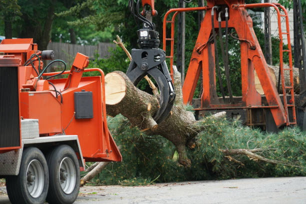 Best Lawn Grading and Leveling  in Wrightsville Beach, NC