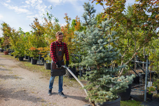 Trusted Wrightsville Beach, NC  Tree Services Experts